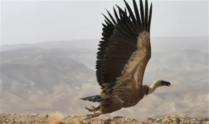 Nearly Half Of Rare Golan Vultures Decimated By Poisoning - Inside ...