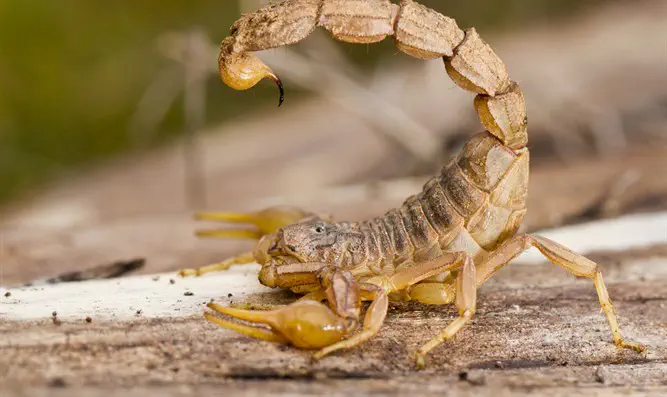 scorpion