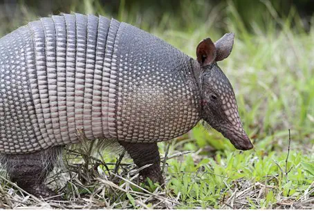 Man Shoots Mother-in-law in Armadillo Ricochet - Israel National News