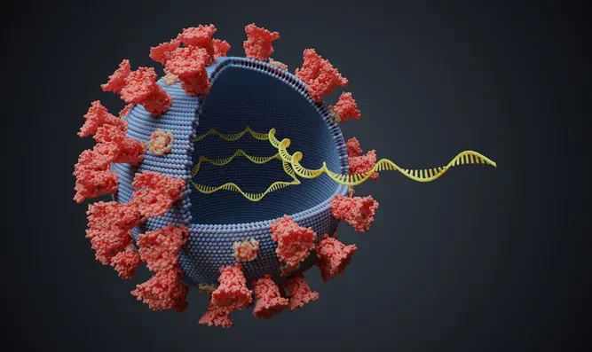 Coronavirus strain